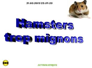 hamsters_trop_mignons_chantha