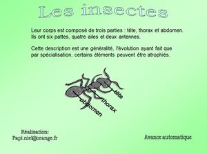 insectes_papiniel