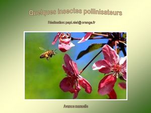 insectes_pollinisateurs