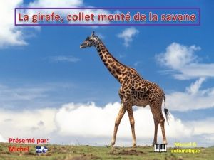 la_girafe_collet_monte_de_la_savane_michel