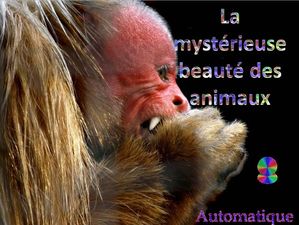 la_mysterieuse_beaute_des_animaux_chantha
