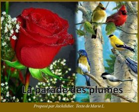 la_parade_des_plumes_jackdidier