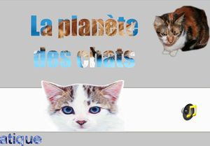 la_planete_des_chats