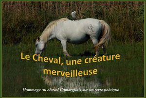 le_cheval_une_creature_merveilleuse_jackdidier