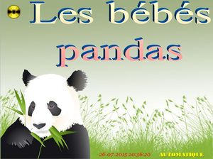 les_bebes_pandas_chantha