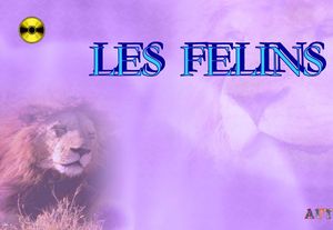 les_felins_chantha