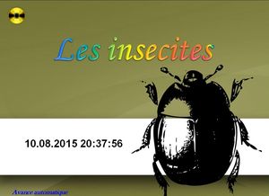 les_insectes_3_chantha