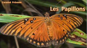 les_papillons2