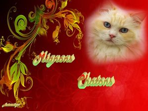 mignons_chatons_dede_51