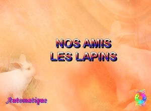 nos_amis_les_lapins_chantha
