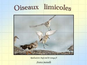 oiseaux_limicoles_papiniel