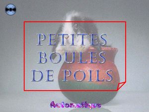 petites_boules_de_poils_chantha