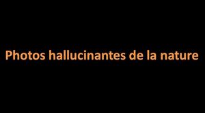 photos_hallucinantes_de_la_nature_pancho