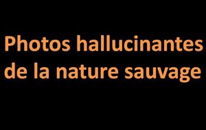 photos_hallucinantes_de_la_nature_sauvage_pancho