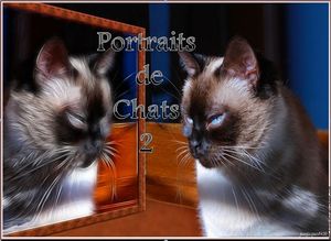 portraits_de_chats_2
