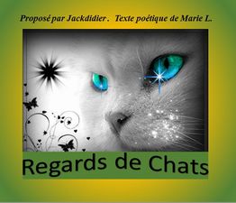 regards_de_chats_jackdidier