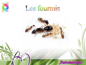 les_fourmis_chantha
