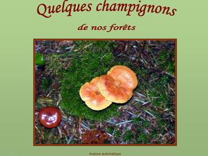 champignons_papiniel