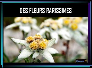 des_fleurs_rarissimes_messager