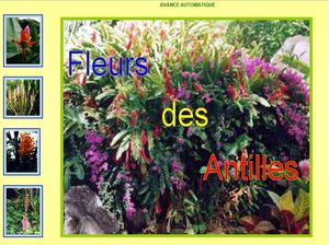 fleurs_des_antilles_papiniel