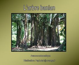 l_arbre_banian_papiniel