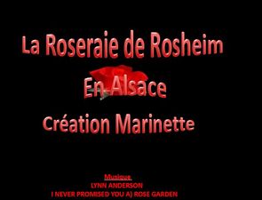 la_roseraie_de_rosheim_1_marinette