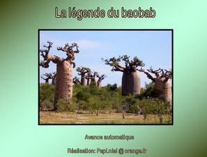 le_baobab_papiniel