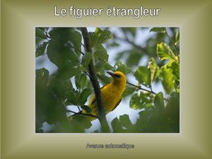 le_figuier_etrangleur_papiniel