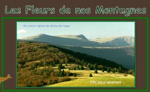 les_fleurs_de_nos_montagnes_dede_francis