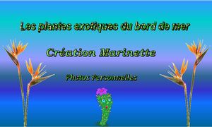 les_plantes_exotiques_du_bord_de_mer_4_marinette