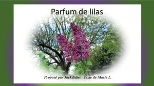 parfum_de_lilas_jackdidier