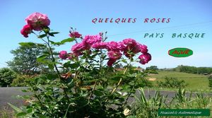quelques_roses_pays_basque_rick_jessie_64