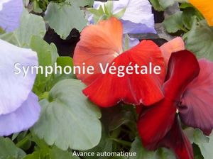 symphonie_vegetale_edith_p