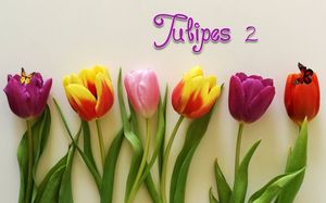 tulipes_2_mimi_40