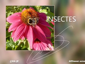 insectes_edith_p