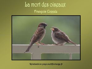 la_mort_des_oiseaux_papiniel