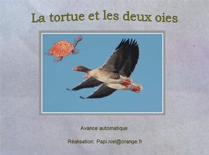 la_tortue_et_les_oies_papiniel
