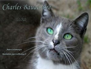 le_chat_de_charles_baudelaire_papiniel