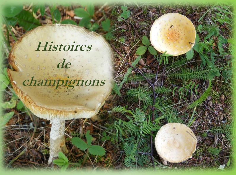 histoires_de_champignons_reginald_day