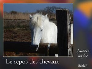 le_repos_des_chevaux_edith_p
