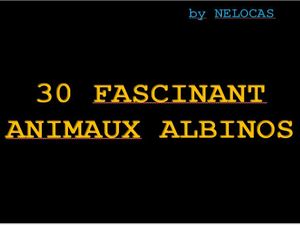 30_fascinants_animaux_albinos_nelocas