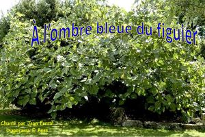 a_l_ombre_bleue_du_figuier_apex