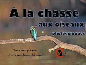 a_la_chasse_aux_oiseaux_photogeniques__roland