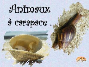 animaux_a_carapace__p_sangarde