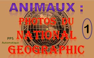 animaux_photos_du_national_geographic_1_roland