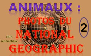animaux_photos_du_national_geographic_2_roland