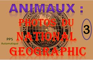 animaux_photos_du_national_geographic_3_roland