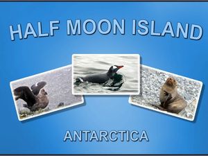 antarctique_half_moon_island_steve