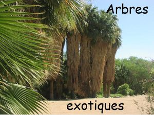 arbres_exotiques