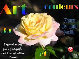 art_et_couleurs_35_fleurs_de_mon_jardin__roland